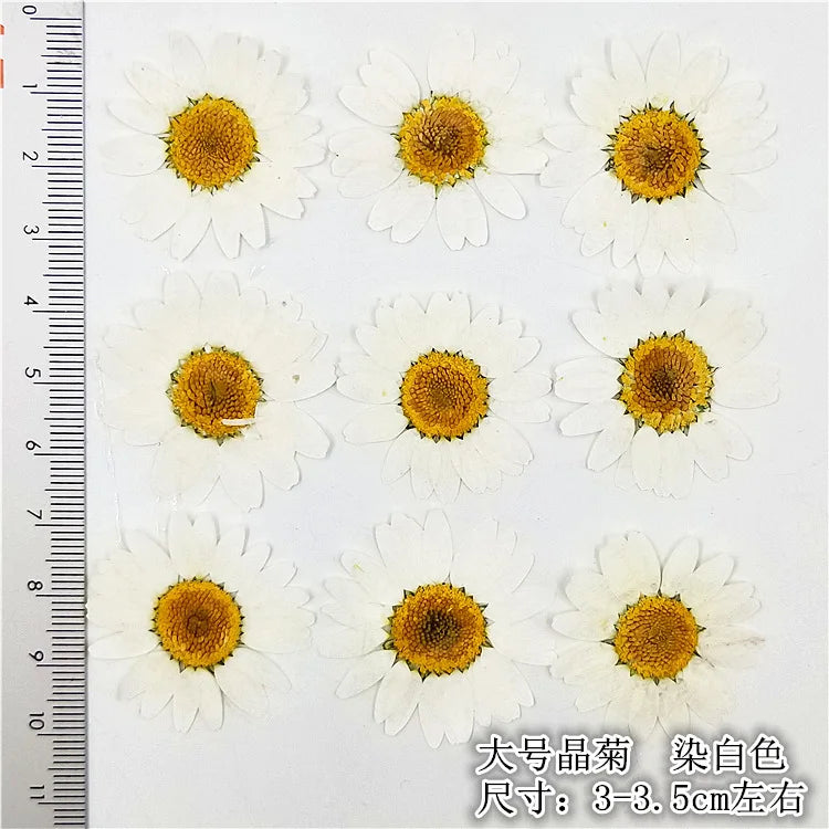 Lot de 100 fleurs séchées pressées pour loisirs créatifs (vue 8) - Nesty