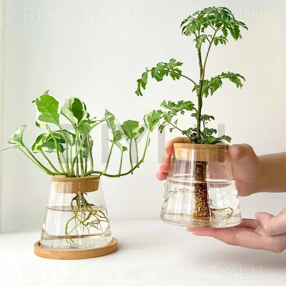 Vase en verre pour hydroponie, avec plateau Nesty, deux vases en verre avec bouchon en liège et plateau en bambou, plante tenue à la main