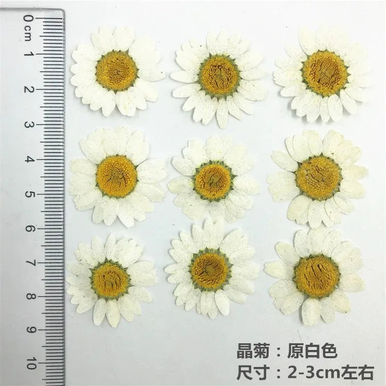 Lot de 100 fleurs séchées pressées pour loisirs créatifs (vue 7) - Nesty