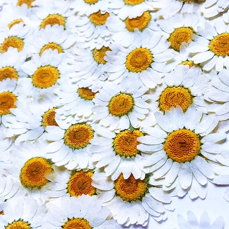 Lot de 100 fleurs séchées pressées pour loisirs créatifs Nesty, vue très rapprochée sur les marguerites blanches pressées, motif dense