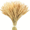 Bouquet d'épis de blé séchés naturels, noué d'un ruban blanc, sur fond blanc - Nesty
