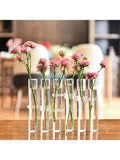 Vase suspendu en verre pour bouturage, lot de tubes transparents (vue 7) - Nesty