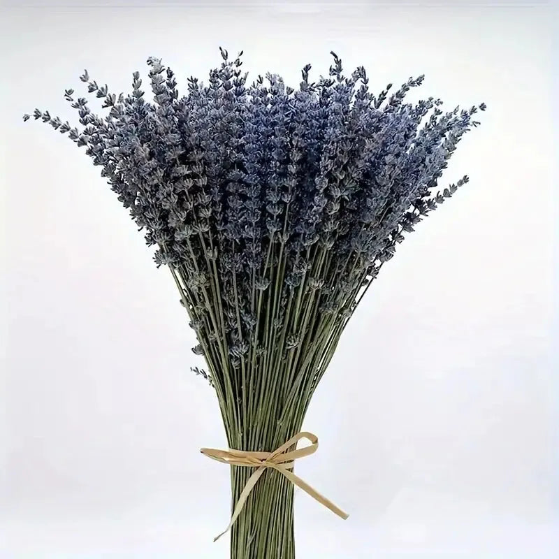 Bouquet de lavande séchée naturelle, noué d'un ruban raphia, sur fond blanc - Nesty