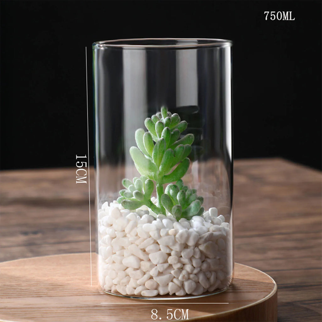 Vase cylindrique en verre transparent, culture hydroponique - Nesty (vue 13)