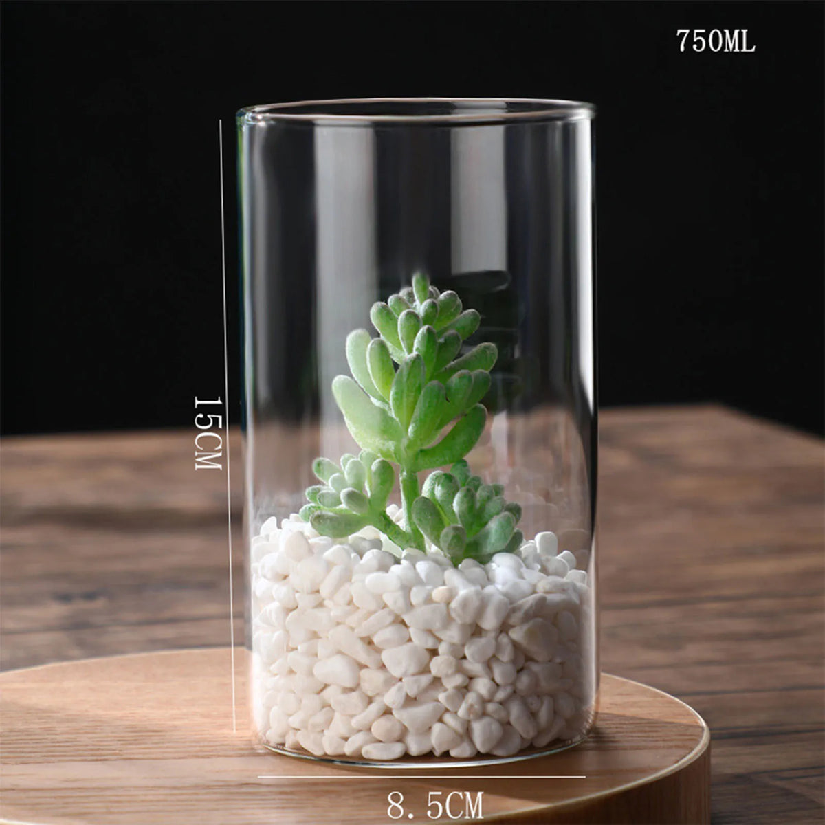 Vase cylindrique en verre transparent, culture hydroponique - Nesty (vue 13)