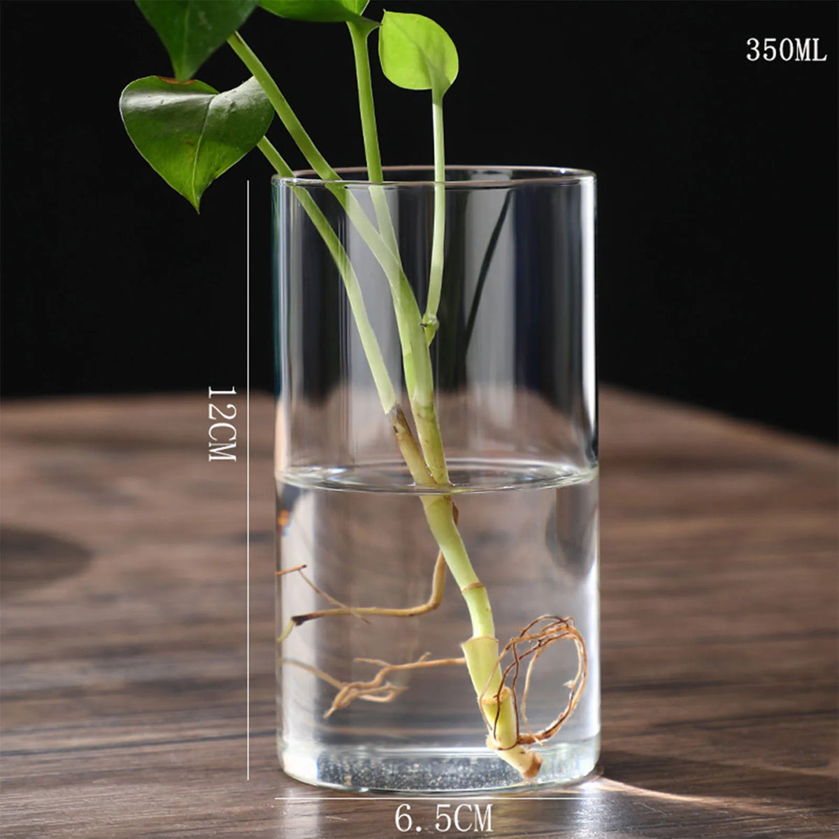 Vase cylindrique en verre transparent, culture hydroponique - Nesty (vue 19)