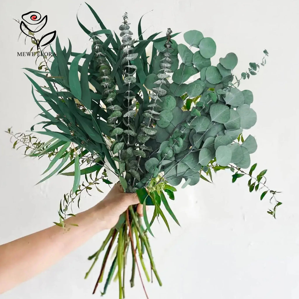 Feuilles d'eucalyptus séché naturel, branches pour bouquet et vase Nesty, gros bouquet varié de branches d'eucalyptus tenu à la main, sur fond blanc
