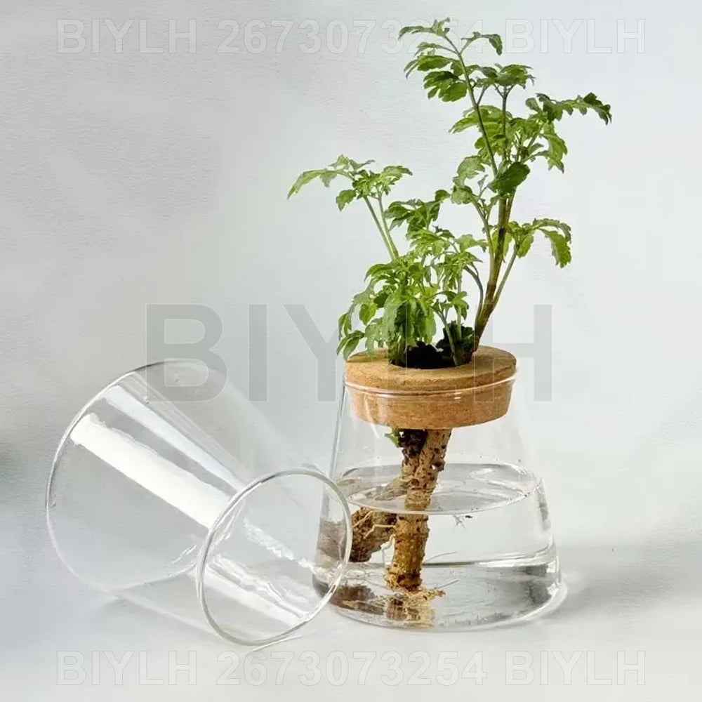 Vase en verre pour hydroponie — avec plateau (vue 5) - Nesty