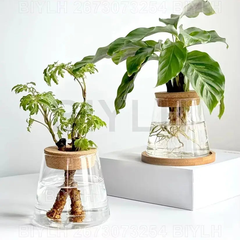 Vase en verre pour hydroponie, avec plateau Nesty, deux vases en verre en forme d'entonnoir avec couvercle en liège, racines de plantes visibles dans l'eau
