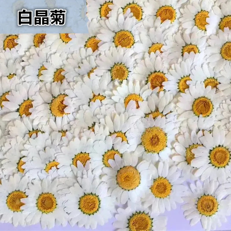 Lot de 100 fleurs séchées pressées pour loisirs créatifs Nesty, gros plan sur un tapis dense de marguerites blanches pressées