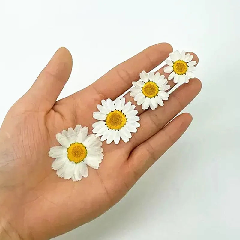 Lot de 100 fleurs séchées pressées pour loisirs créatifs Nesty, quatre marguerites de tailles différentes posées sur une main ouverte