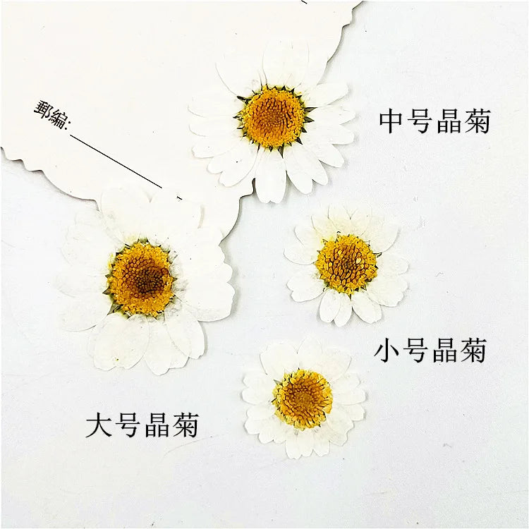 Lot de 100 fleurs séchées pressées pour loisirs créatifs (vue 5) - Nesty