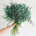Feuilles d'eucalyptus séché naturel, branches pour bouquet et vase (vue 7) - Nesty