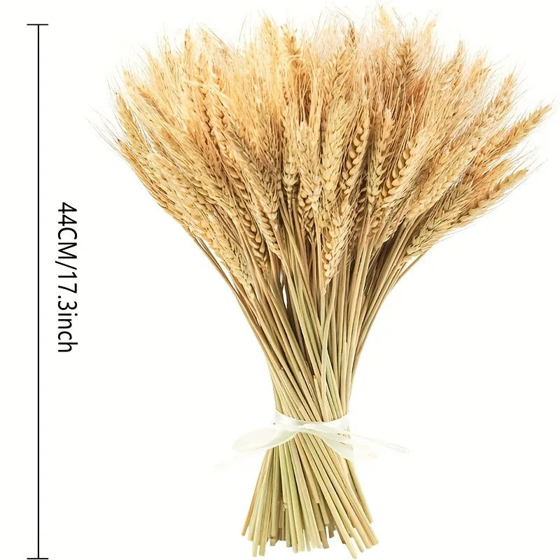 Bouquet d'épis de blé séchés naturels de 44 cm (17,3 pouces), noué d'un ruban blanc, sur fond blanc - Nesty