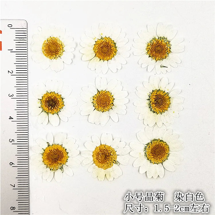 Lot de 100 fleurs séchées pressées pour loisirs créatifs (vue 6) - Nesty