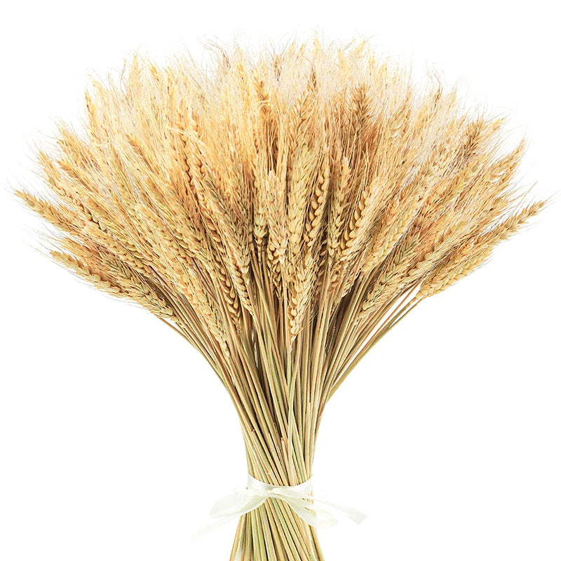 Tiges de blé séché naturel, lot de 50 à 200 pièces (vue 8) - Nesty