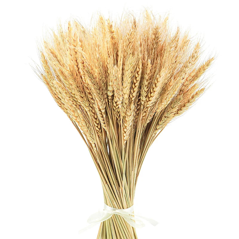 Tiges de blé séché naturel, lot de 50 à 200 pièces (vue 7) - Nesty