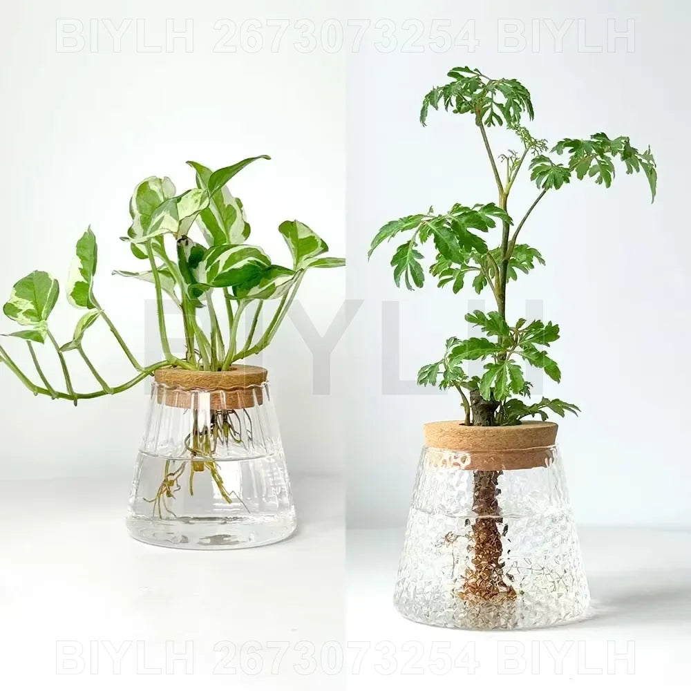 Vase en verre pour hydroponie — avec plateau (vue 6) - Nesty