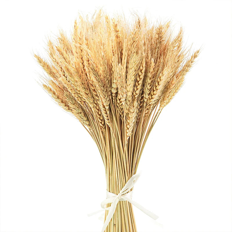 Tiges de blé séché naturel, lot de 50 à 200 pièces (vue 9) - Nesty